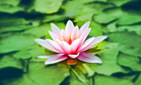 waterlily-pink-water-lily-water-plant-158465